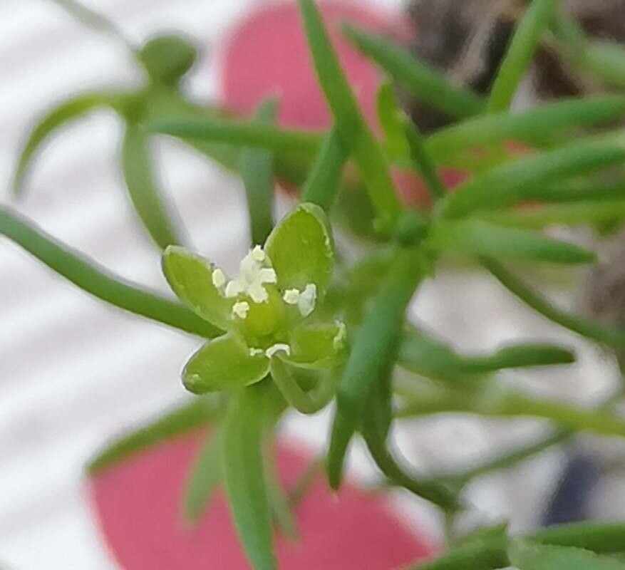 Sagina japonica flower