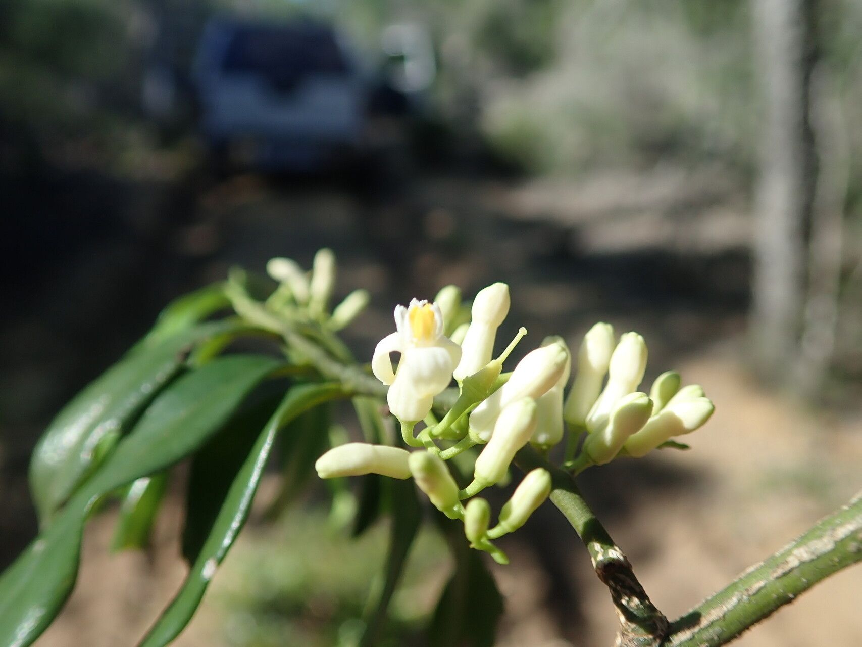 Olax lanceolata flower