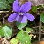 Viola riviniana