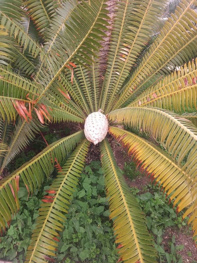 Dioon spinulosum fruit