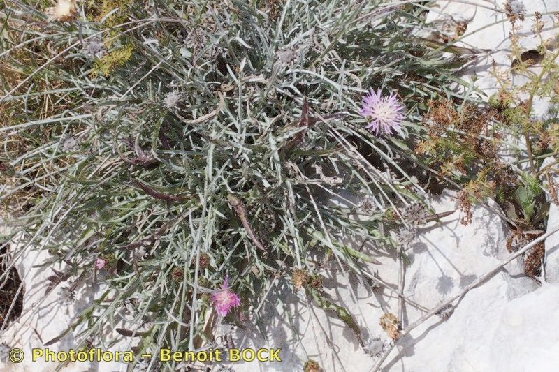 Centaurea rouyi habit