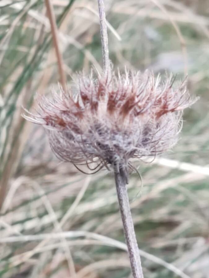 Trifolium hirtum fruit