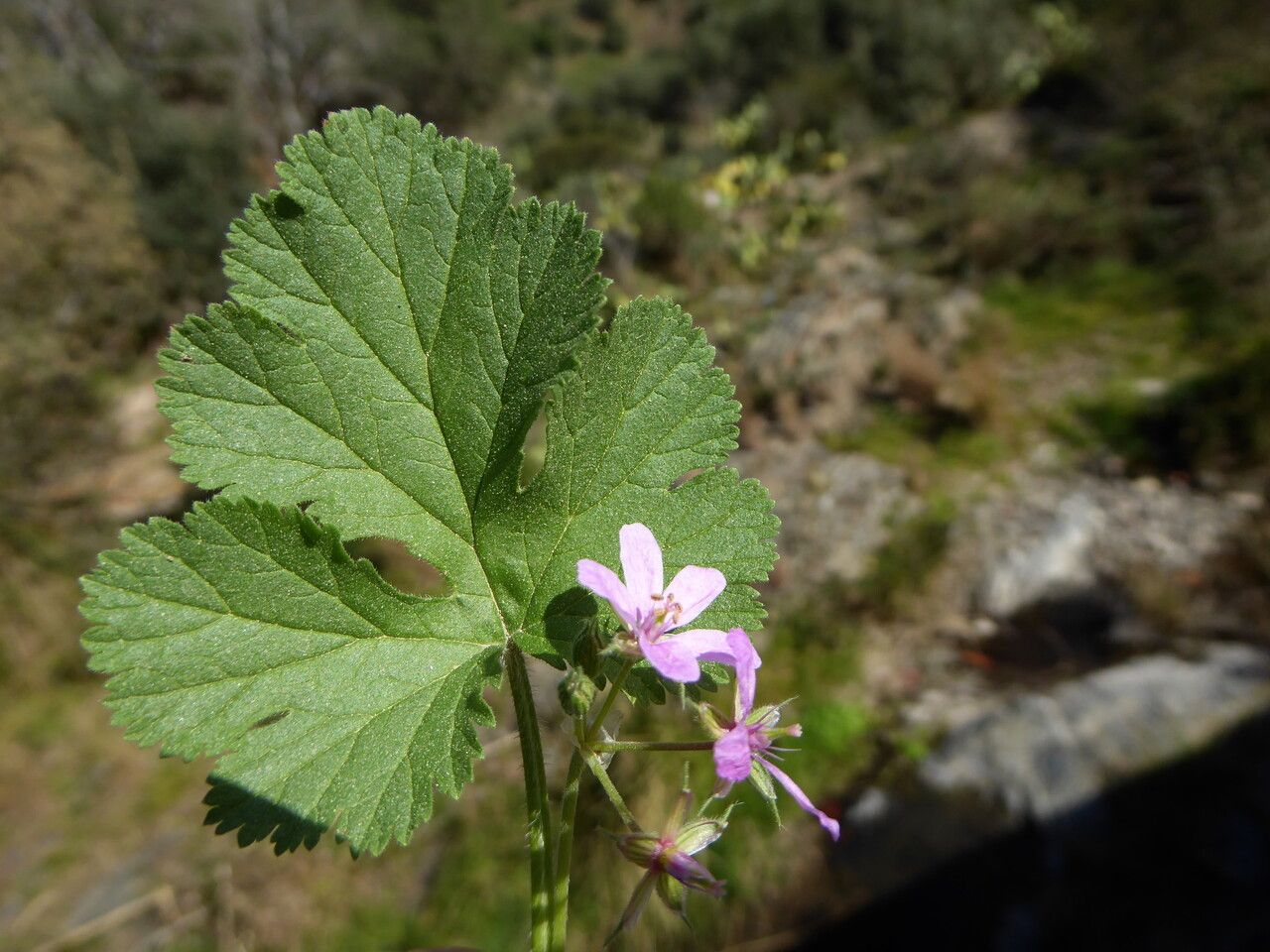 Erodium chium flower