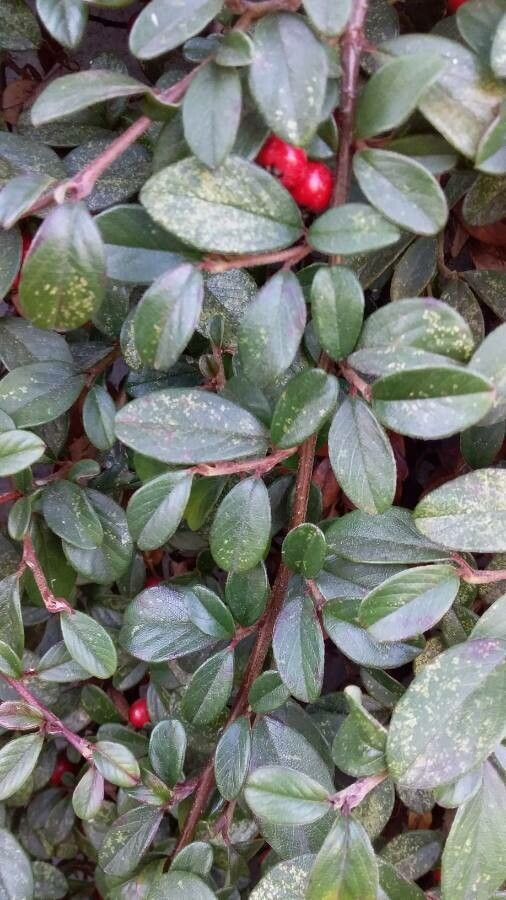 Cotoneaster dammeri leaf