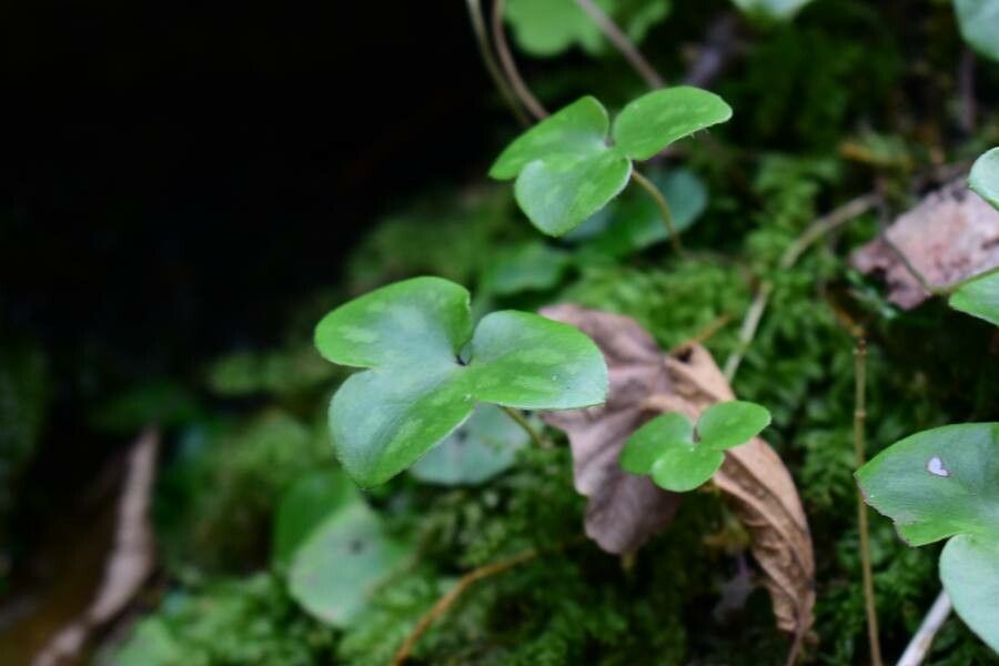 Anemone hepatica — search result for 'Anemone'