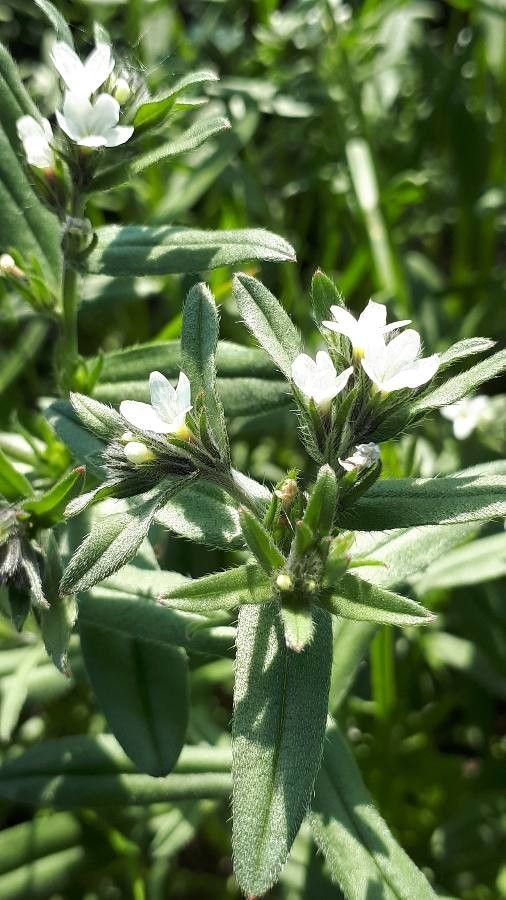 Buglossoides arvensis fruit