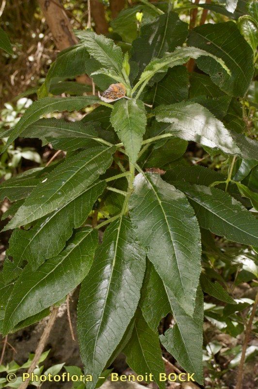 Crambe pritzelii — search result for 'Crambe'