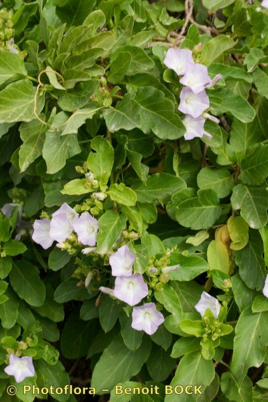 Convolvulus lopezsocasii habit