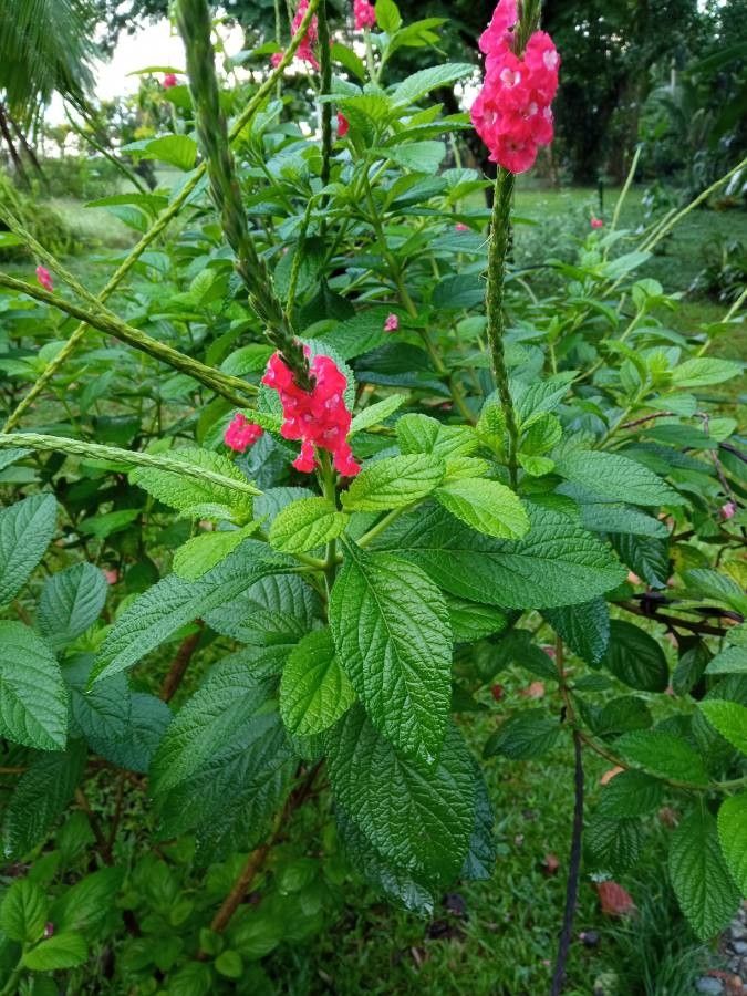 Stachytarpheta mutabilis flower