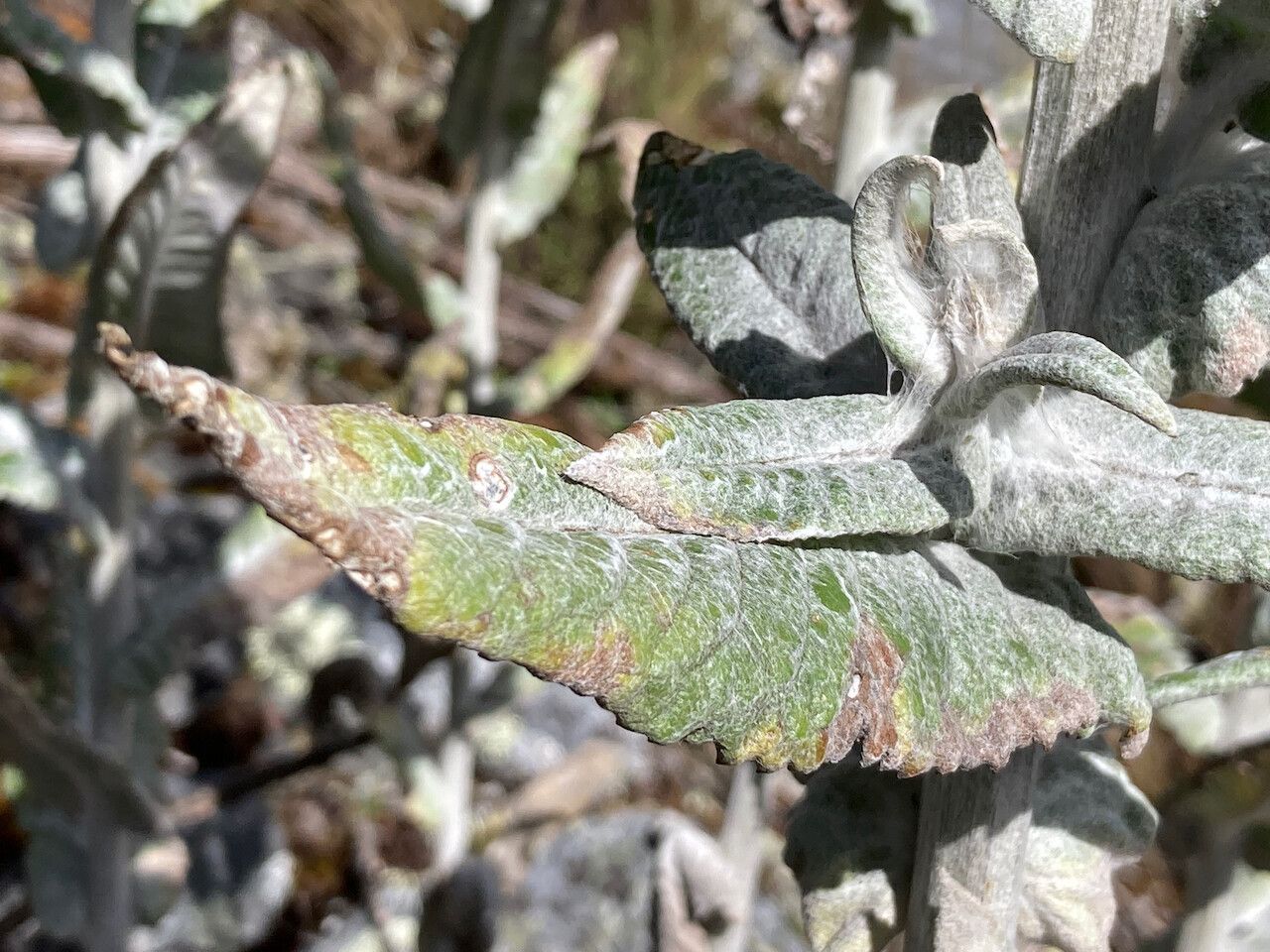 Senecio tergolanatus — houseplant care guide