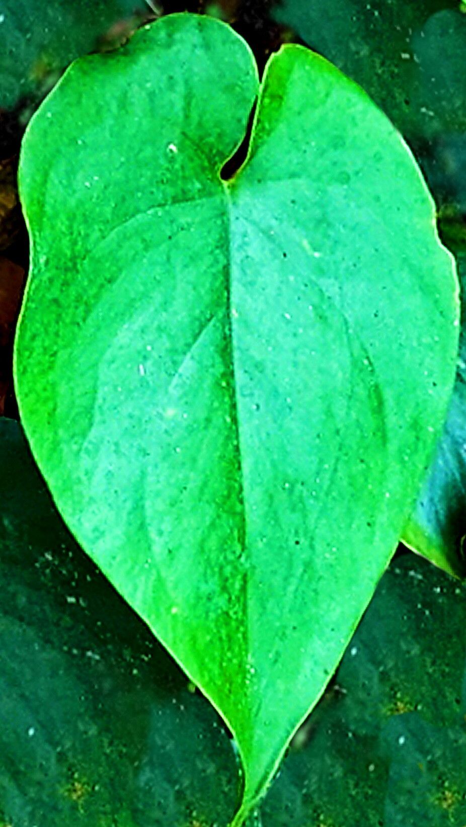 Amydrium humile — related species from the same genus