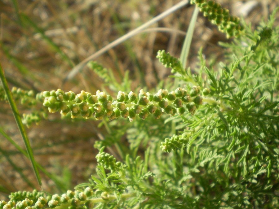 Ambrosia tenuifolia fruit