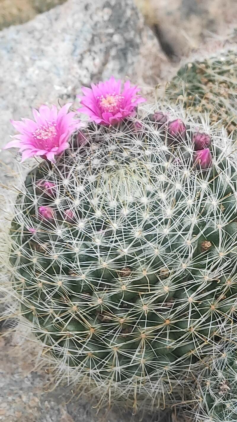 Mammillaria zeilmanniana flower