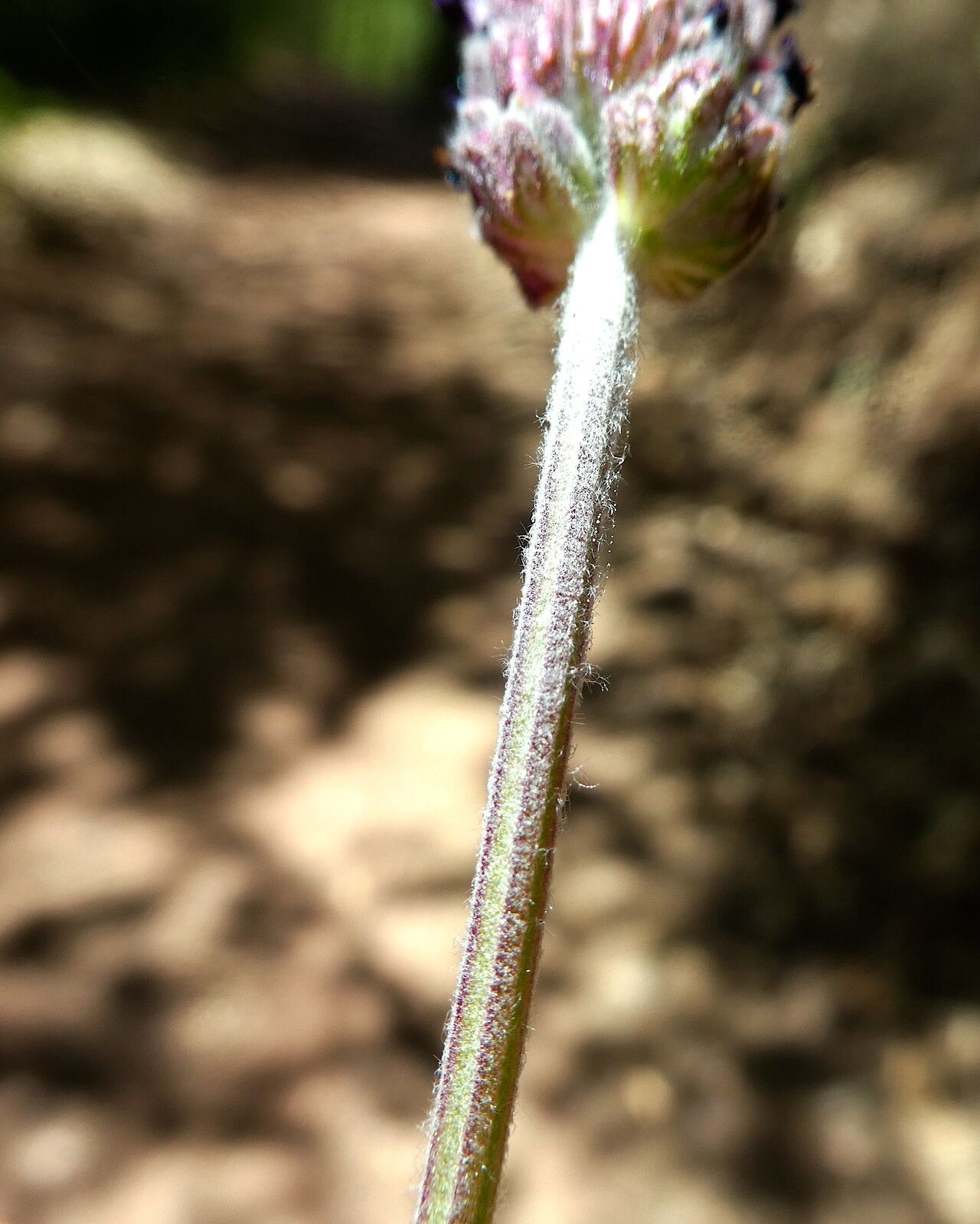 Lavandula pedunculata bark