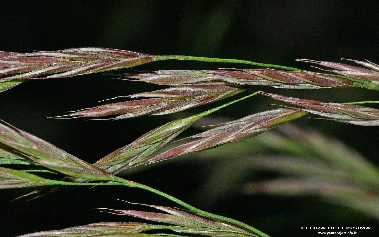 Bromus erectus fruit