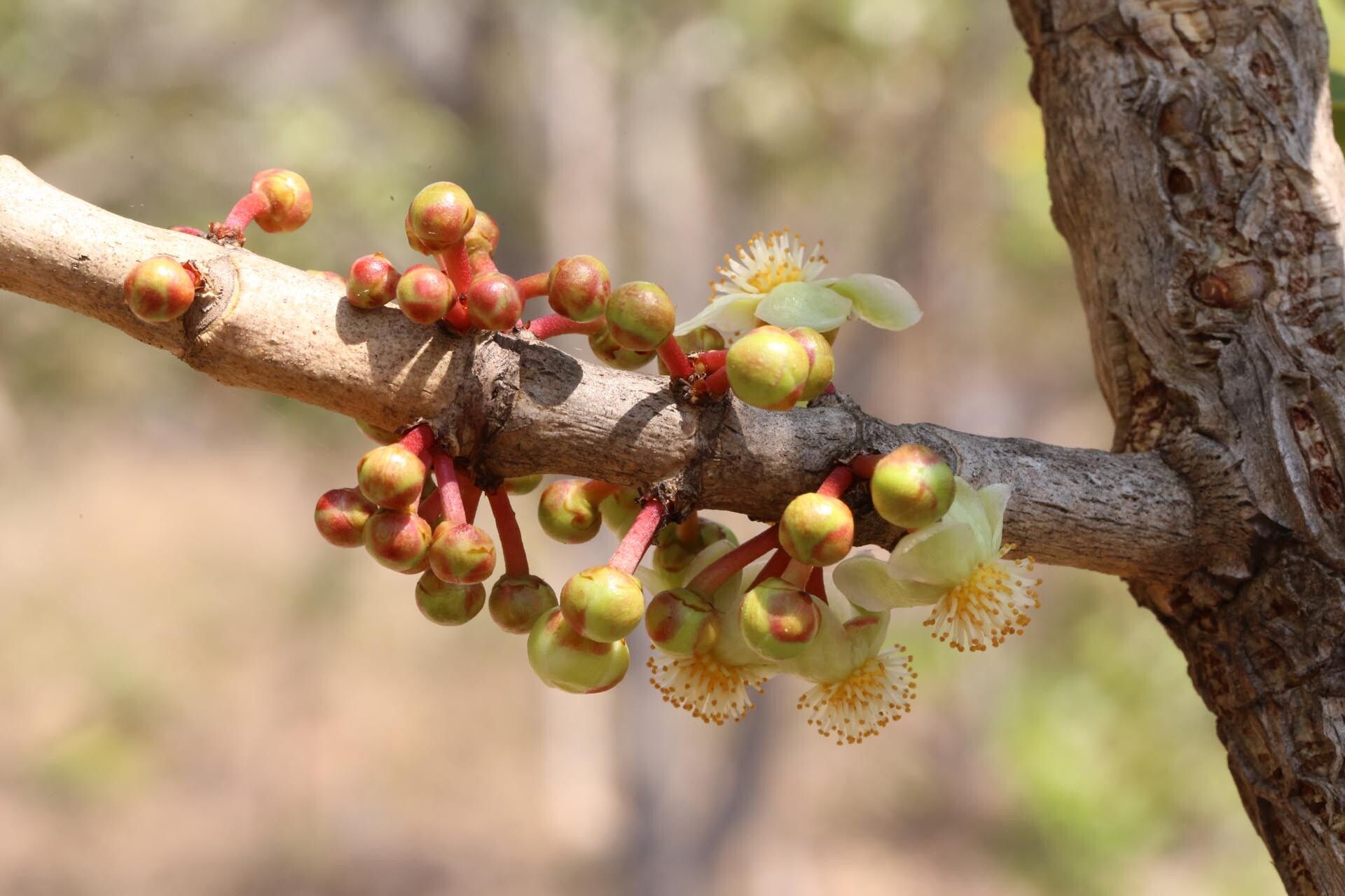 Garcinia pachyclada flower