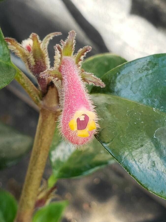 Nematanthus maculatus flower