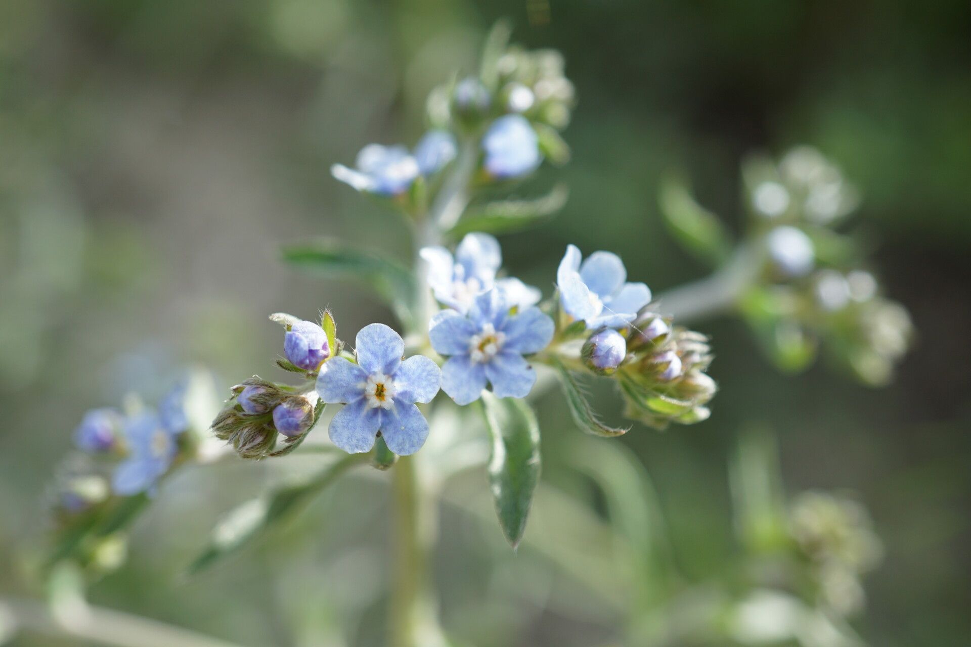Lappula barbata flower