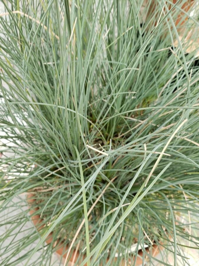 Beaucarnea hookeri leaf