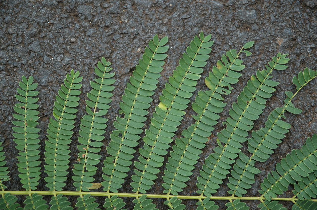 Falcataria moluccana — search result for 'Solomon Islands'