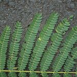 Falcataria moluccana