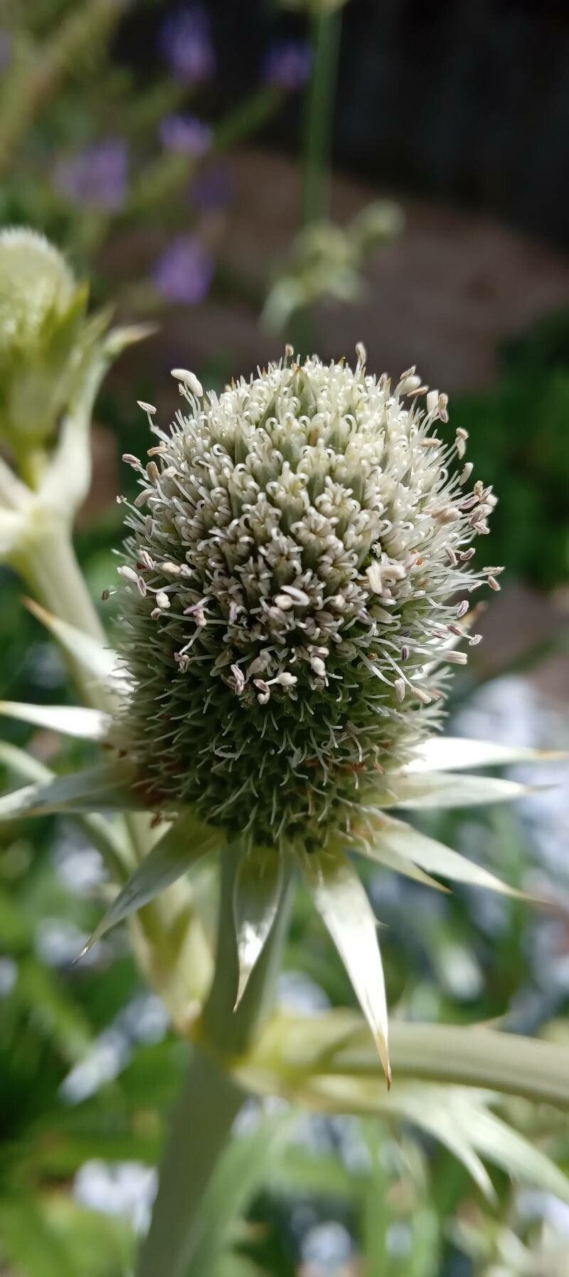 Eryngium agavifolium flower