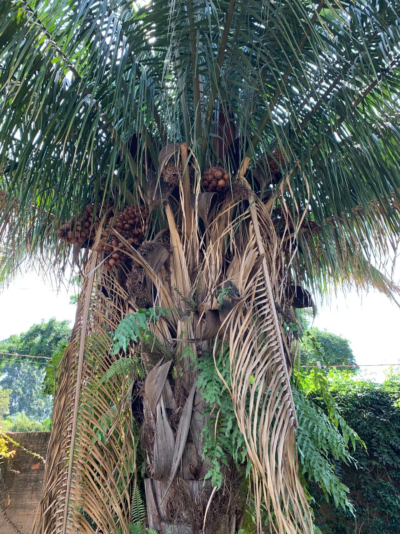 Attalea brasiliensis habit