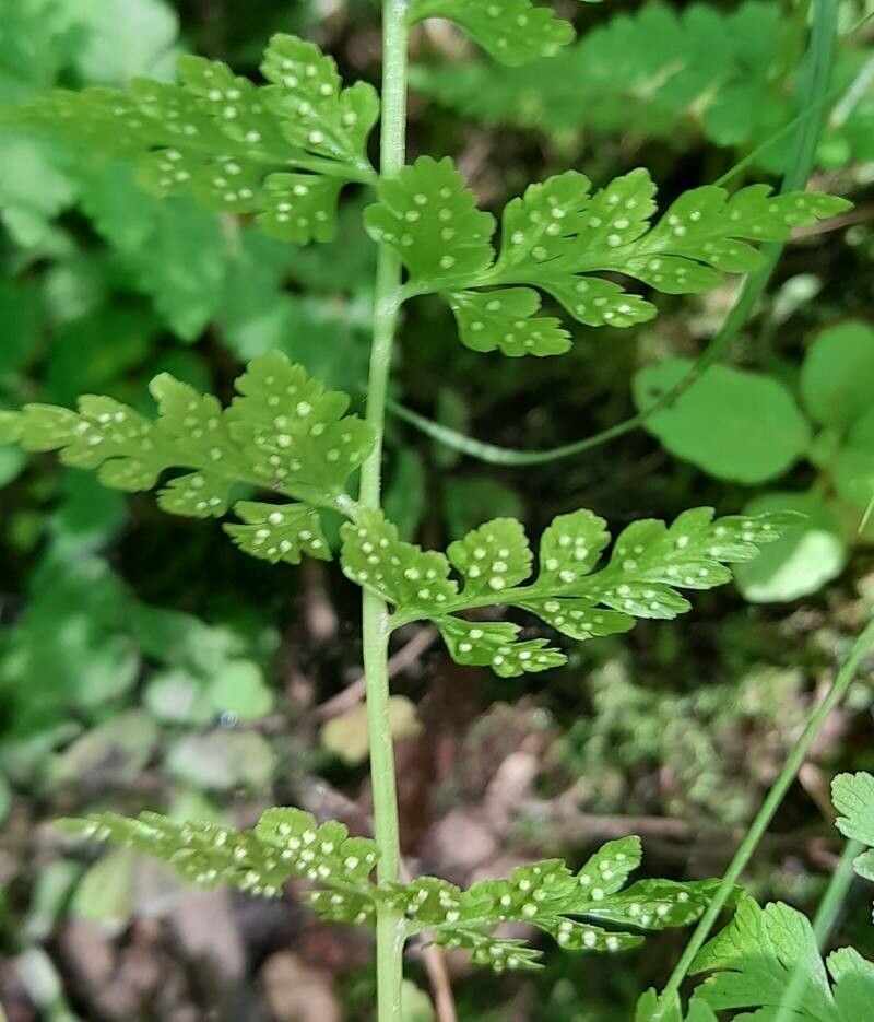 Cystopteris fragilis flower
