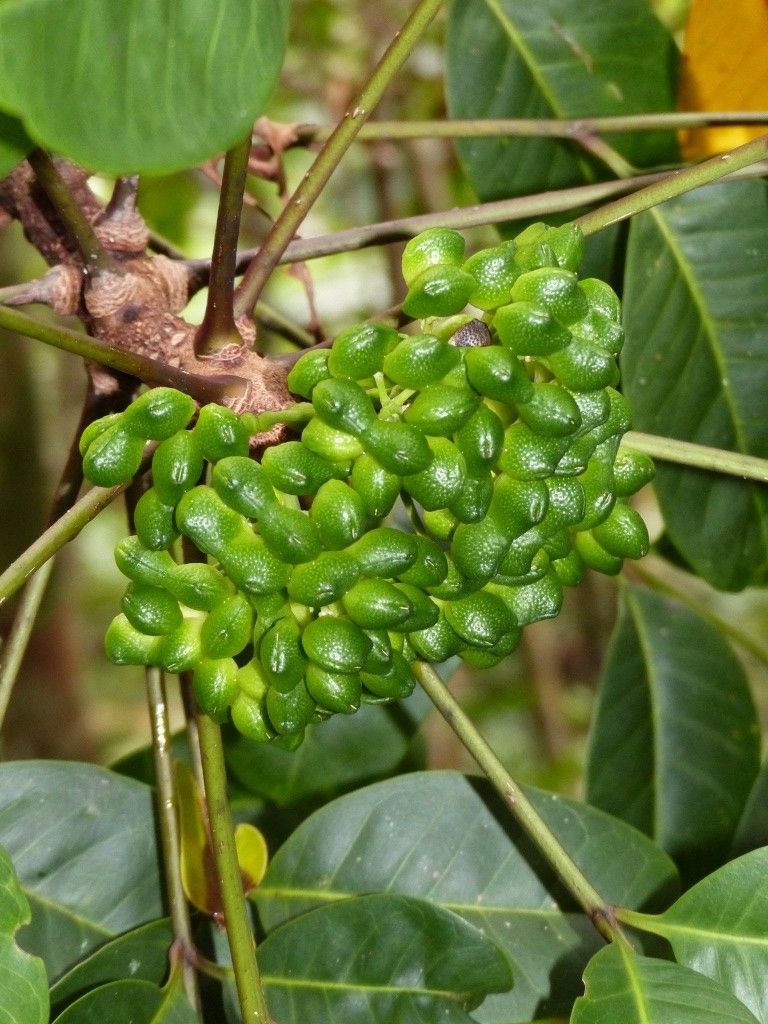 Zanthoxylum albiflorum fruit