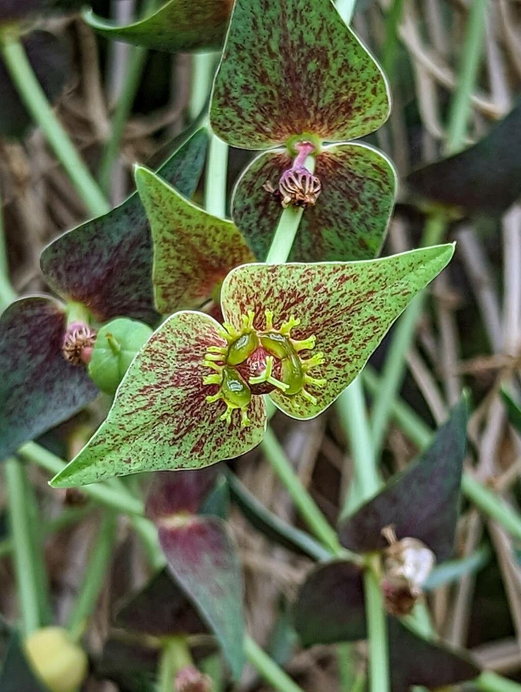 Euphorbia monteiroi flower
