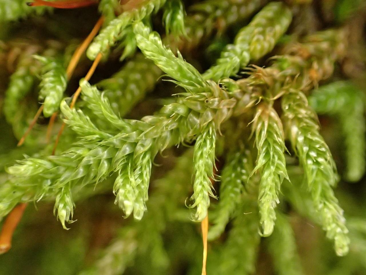 Hypnum cupressiforme fruit