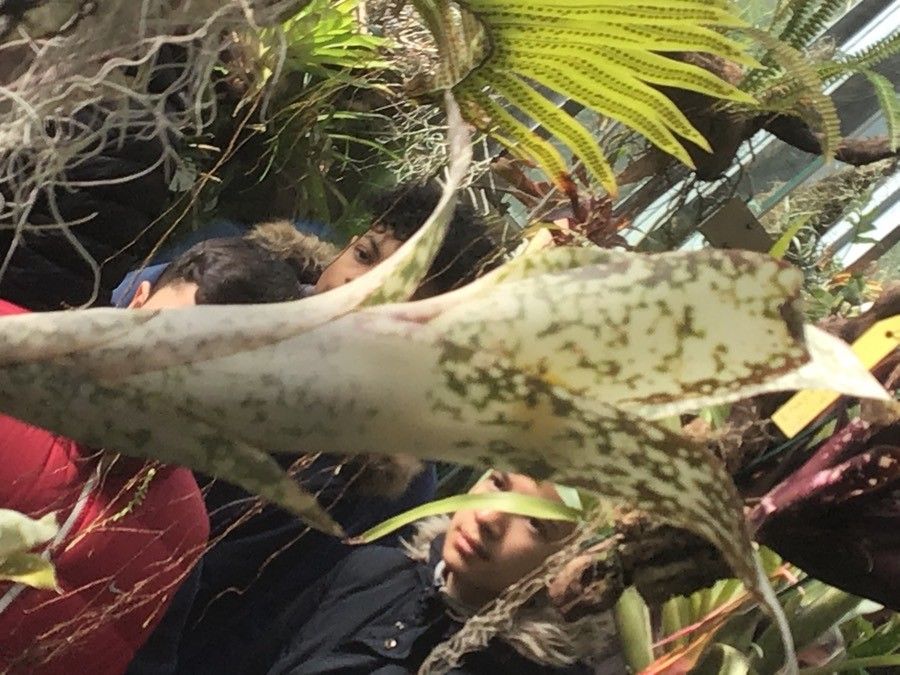 Billbergia morelii — search result for 'Billbergia'