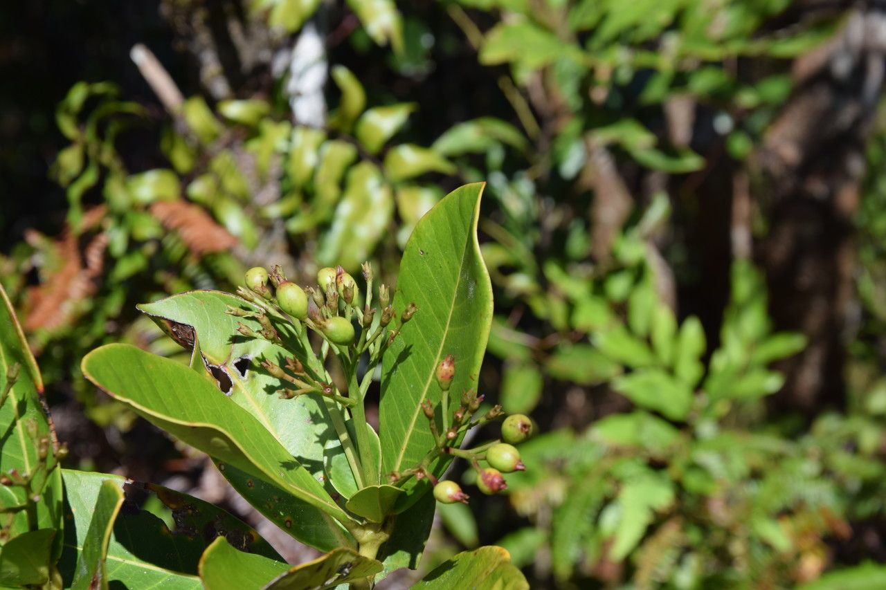 Ixora lecardii habit