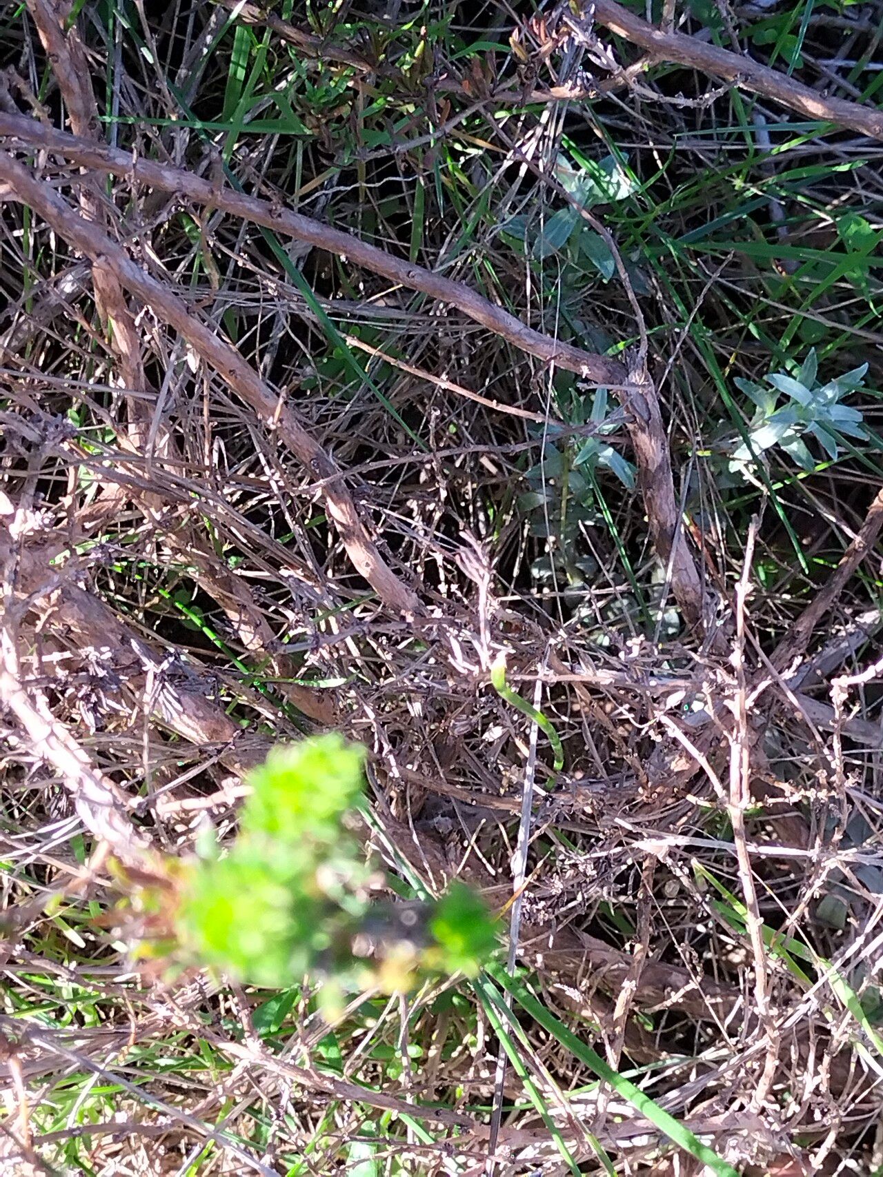 Anthospermum aethiopicum bark