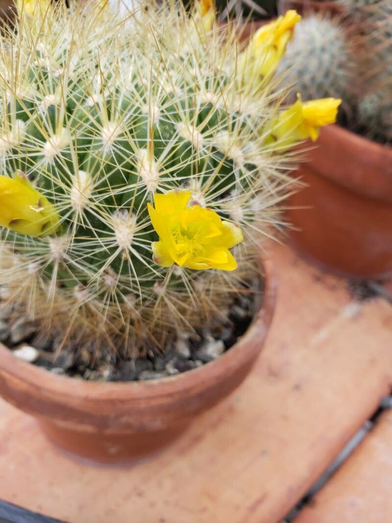 Rebutia neocumingii flower