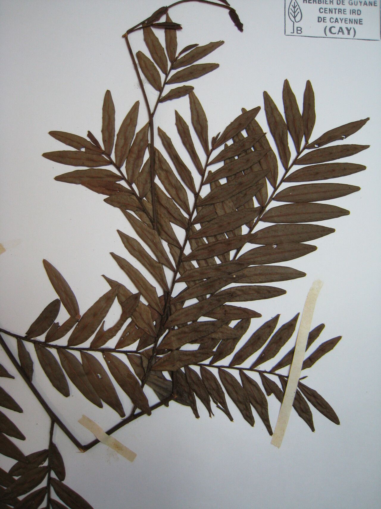 Xylopia parviflora — search result for 'Xylopia'