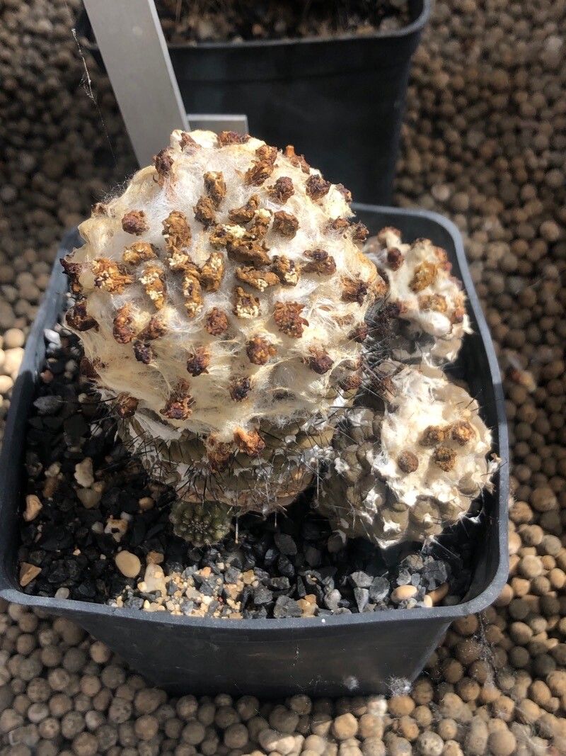 Copiapoa hypogaea leaf