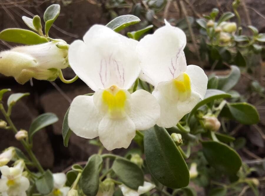 Antirrhinum valentinum flower