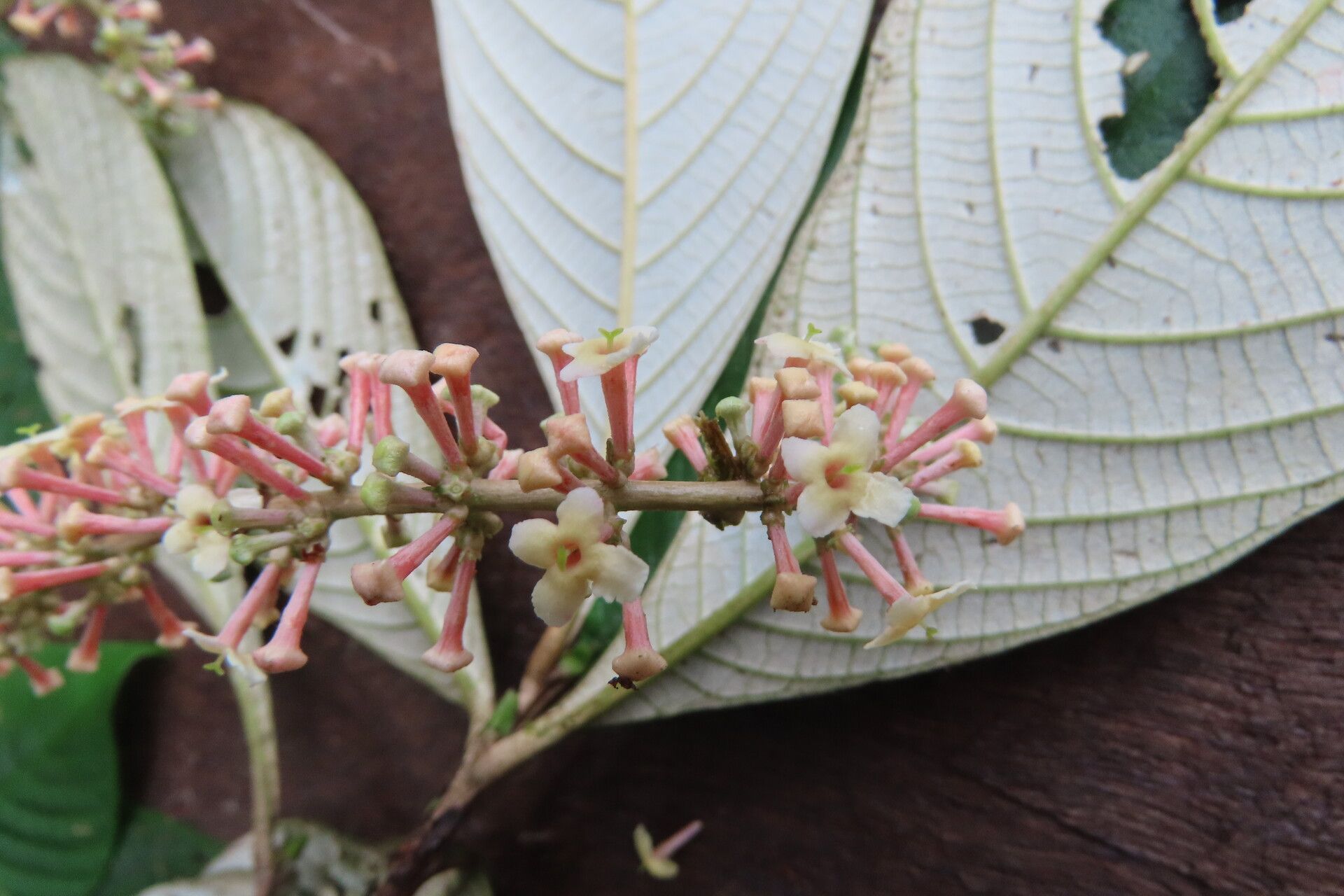 Arachnothryx buddleioides flower