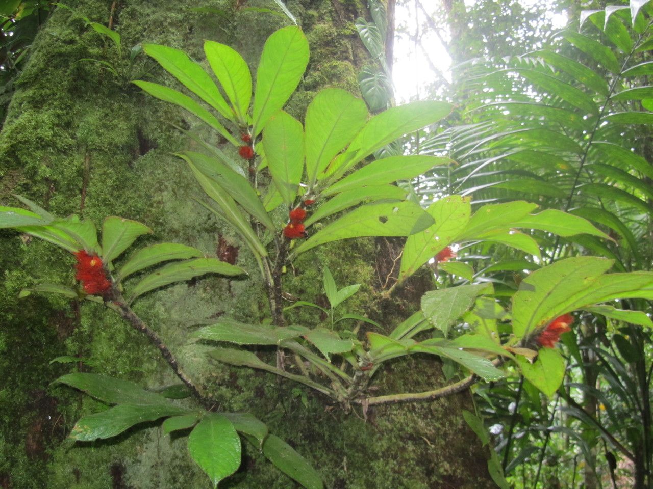 Columnea purpurata — search result for 'Gesneriaceae'