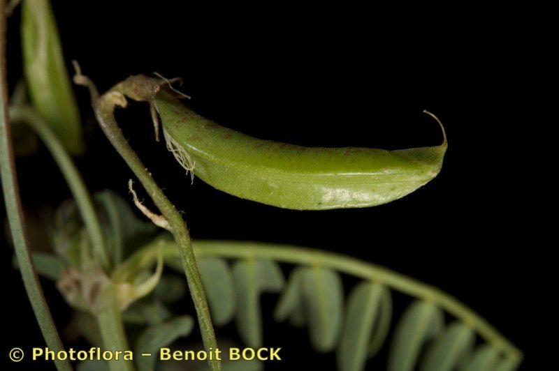 Astragalus cymbicarpos fruit