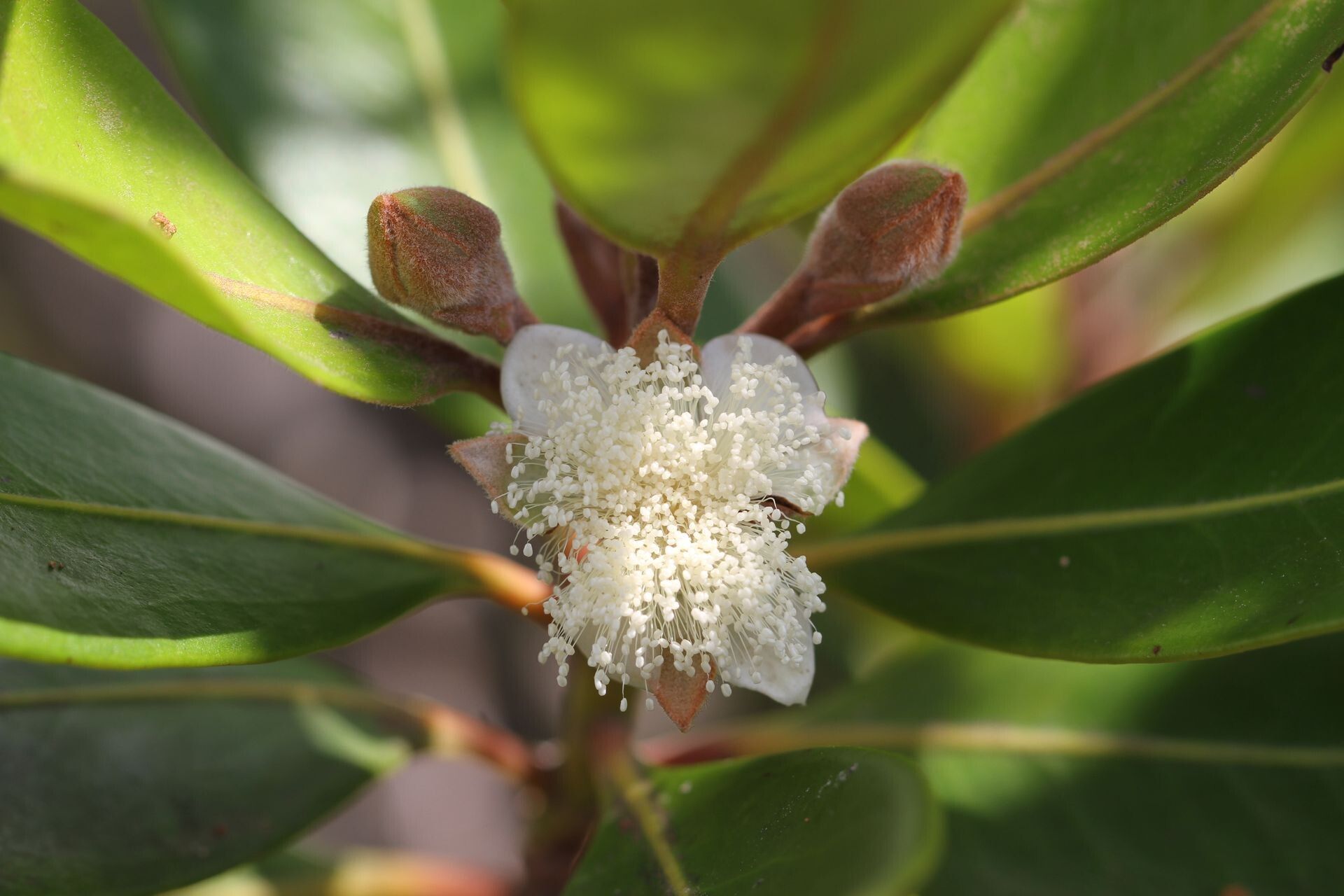 Eugenia ovigera flower