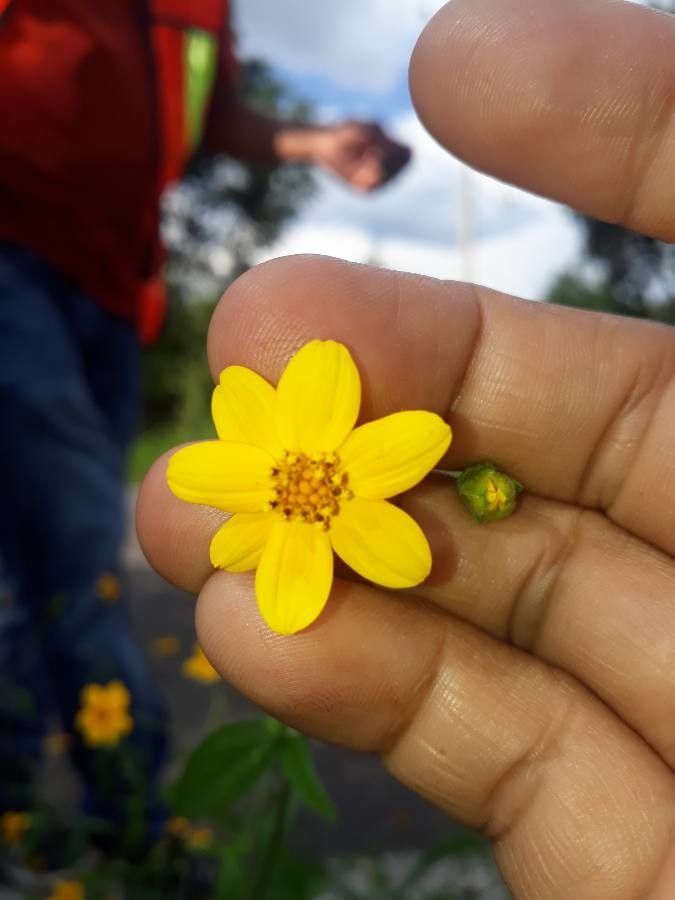 Aldama dentata flower