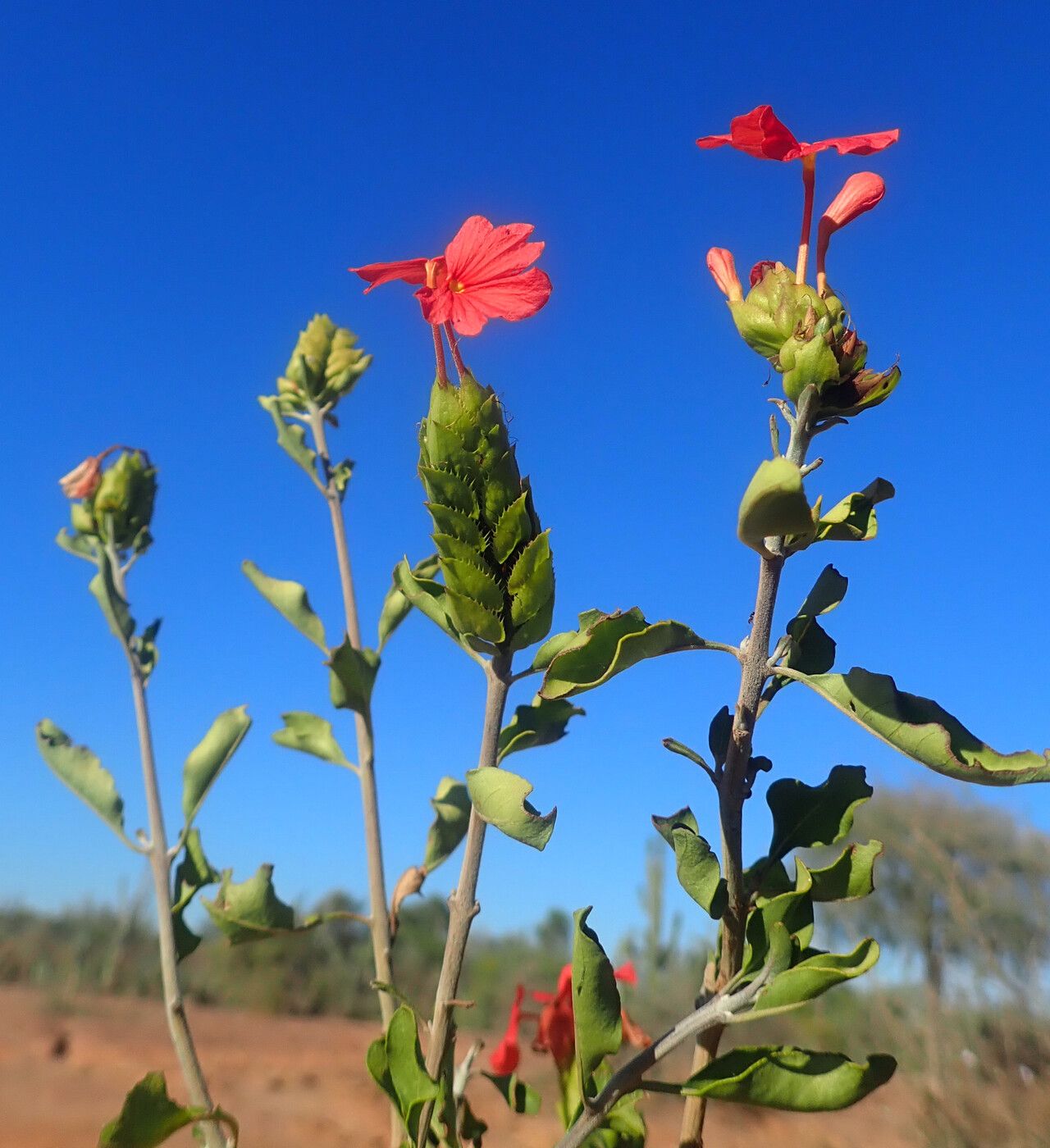 Crossandra humbertii flower