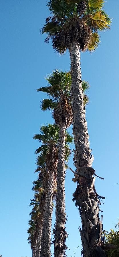 Washingtonia filifera fruit