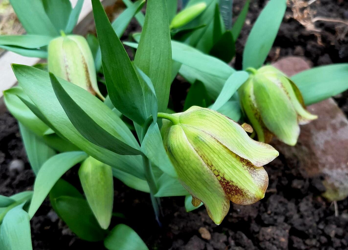 Fritillaria kotschyana flower