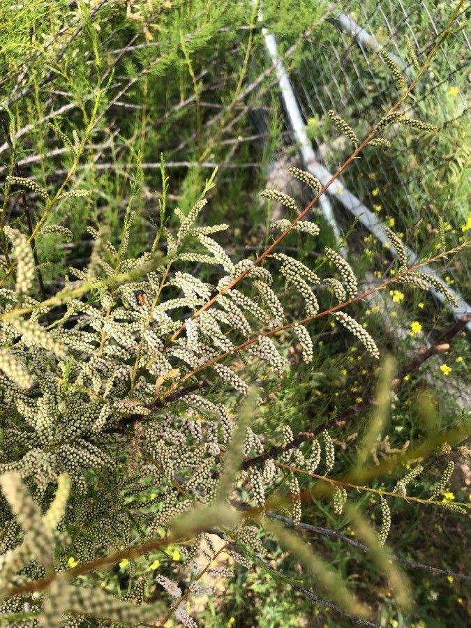 Tamarix canariensis flower