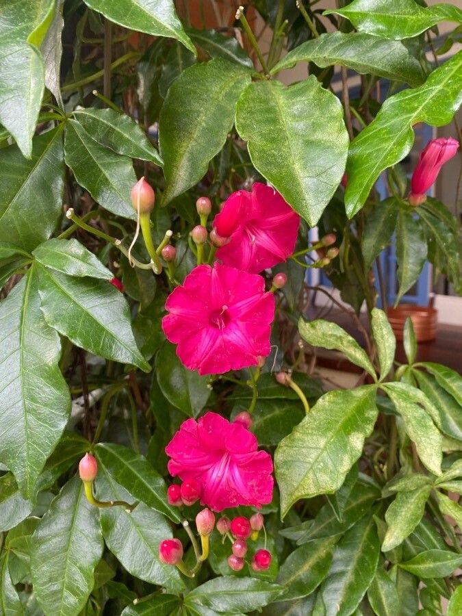 Ipomoea horsfalliae flower