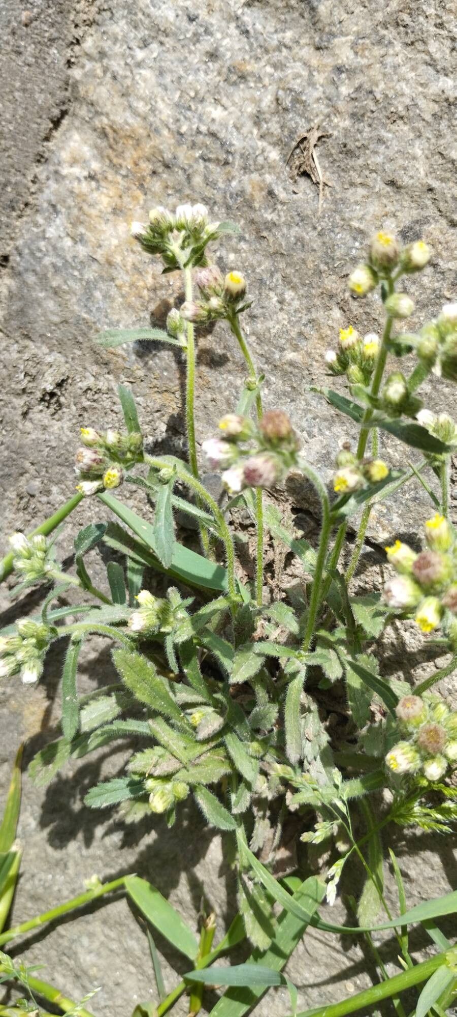 Eschenbachia japonica habit