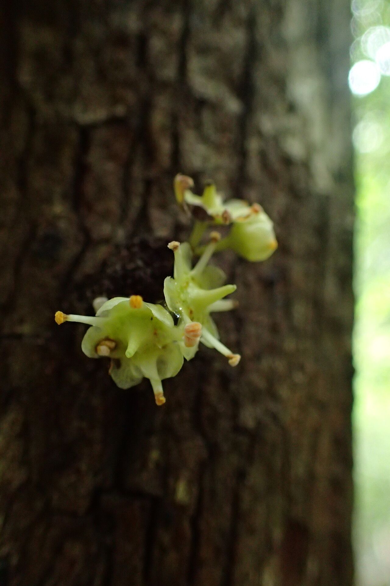 Euonymus pleurostylioides — search result for 'Euonymus'